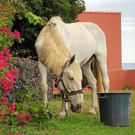 Quinta Da Falesia - Casa Branca 펜션 *