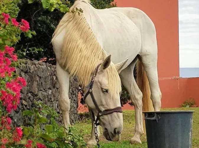 Quinta Da Falesia - Casa Branca Ferienhaus *